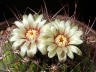 Thumbnail of 1813_Gymnocalycium spec._20160605_01(1).JPG
